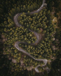 High angle view of road amidst trees