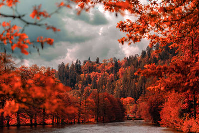 Scenic view of forest during autumn against sky