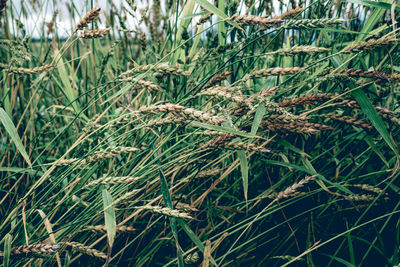 Full frame shot of plants on field