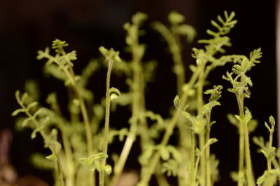 Close-up of plants