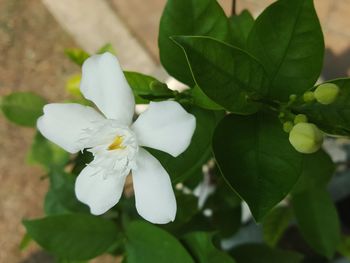 Close-up of white flowers