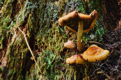 Close-up of mushrooms growing on tree trunk