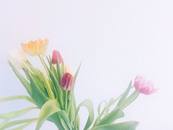 Close-up of pink tulips against white background