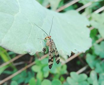 Close-up of damselfly on leaf