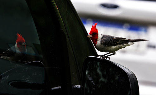 Bird perching on a car