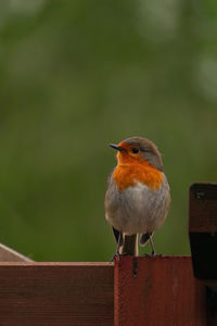 Close-up of bird perching on railing