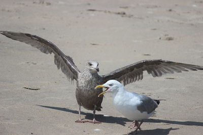 Seagulls flying in the ground