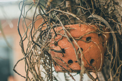 Close-up of roots on potted plant