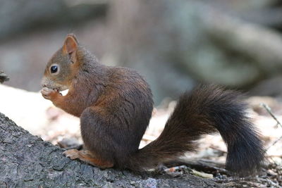 Close-up of squirrel sitting