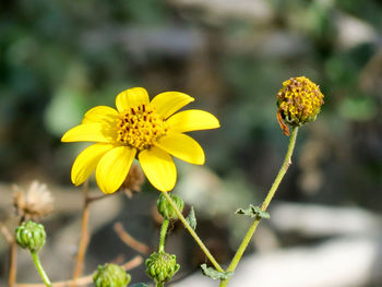 Close-up of yellow flowers blooming outdoors