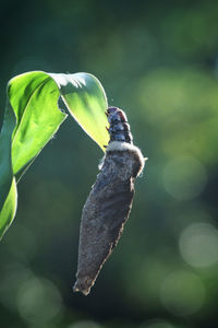 Close-up of butterfly on leaf