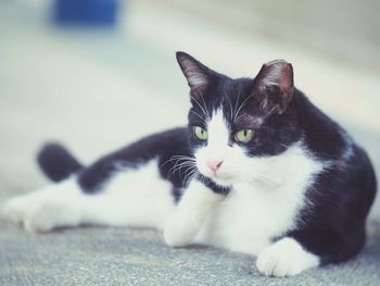 Close-up portrait of black cat