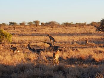 Sheep on field against sky at sunset