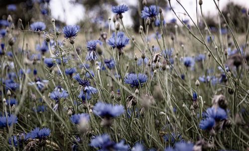 Close-up of purple flowering plants on field