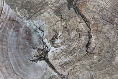 Close-up of tree stump