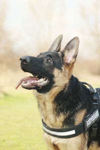 Close-up of dog looking up