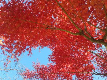 Low angle view of trees