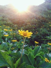 Close-up of yellow flowers blooming on field