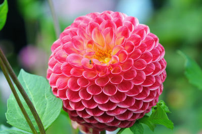 Close-up of red dahlia flower blooming in park