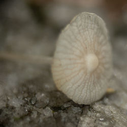 close-up