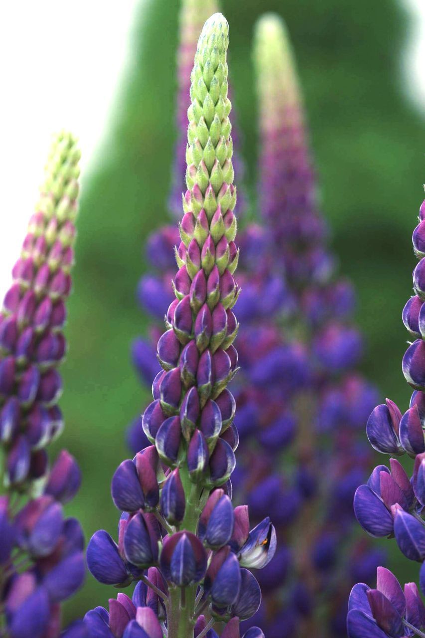 flower, purple, freshness, growth, fragility, plant, close-up, beauty in nature, focus on foreground, nature, petal, bud, stem, selective focus, blooming, green color, flower head, new life, leaf, day