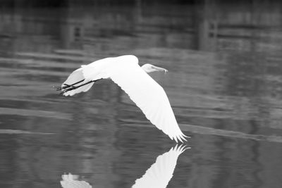 Seagull flying over lake