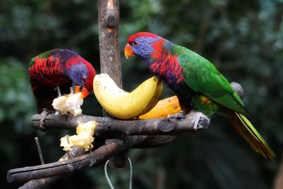 Close-up of parrot perching on branch