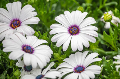 Close-up of white flowers