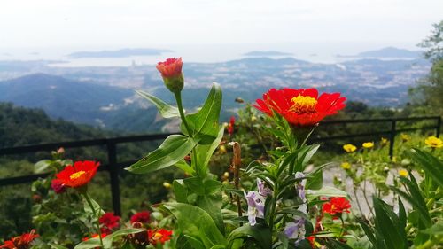 Close-up of red flowers