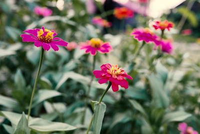 Close-up of pink flowering plant in park