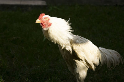 Close-up of a bird on field