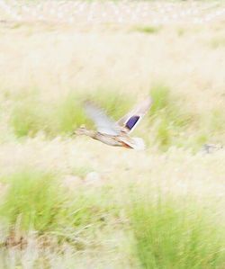 Close-up of bird