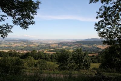 Trees growing on landscape