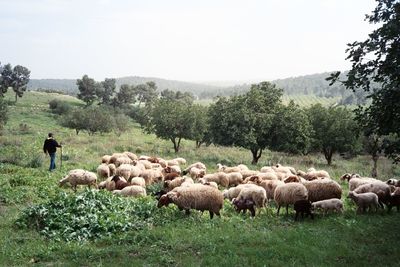 Flock of sheep grazing on field against sky