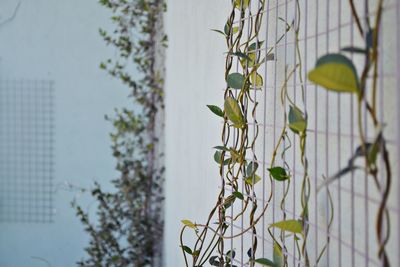 Close-up of ivy growing on tree