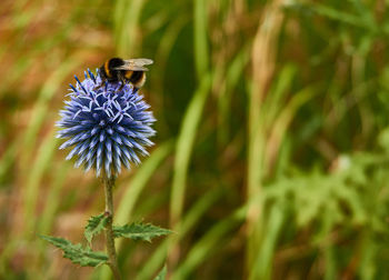 Close-up of bee on purple flower