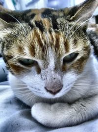 Close-up of cat resting