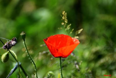 Close-up of red poppy flower