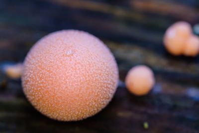 Close-up of lycogala