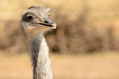 Close-up of ostrich