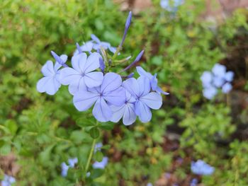 Close-up of purple flowering plant