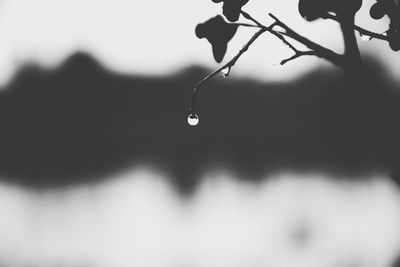 Close-up of water drops on leaf