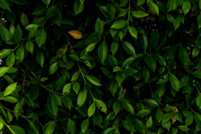 Close-up of green leaves