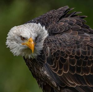 Close-up of eagle