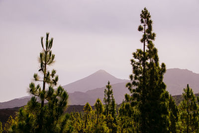 Plants growing on land against sky