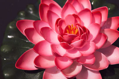 Close-up of pink flower