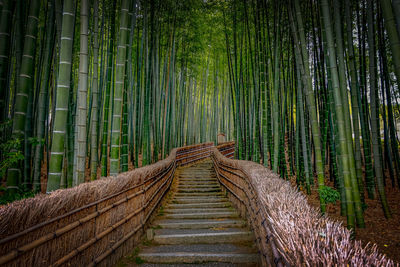 View of bamboo trees in forest