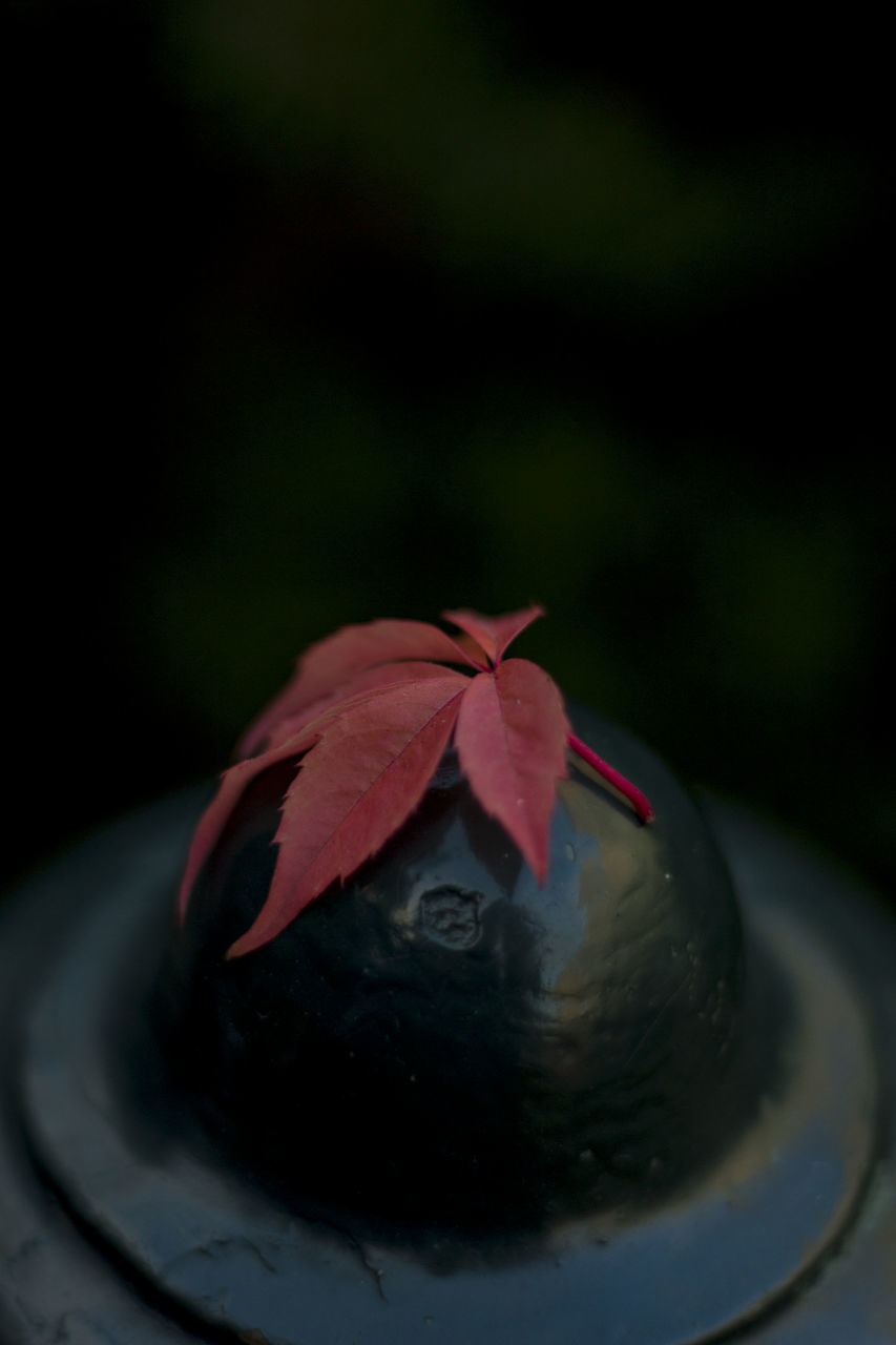 HIGH ANGLE VIEW OF RED FLOWER ON PLANT