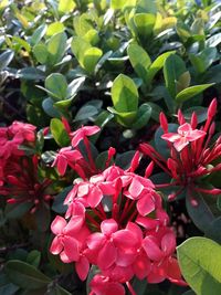 Close-up of pink flowering plants