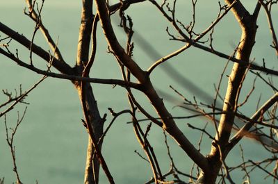 Close-up of dried branches against sky